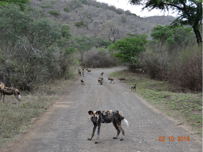 African Wild dogs and there new litter of puppies on a road during our Safari from Durban