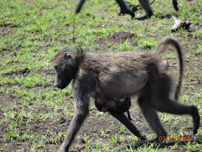 Baboon mother carries her little baby seen on our Safari Tour from Durban