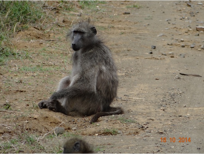 Baboon sitting on the road during our Durban Day Safari tour to Hluhluwe Imfolozi game reserve