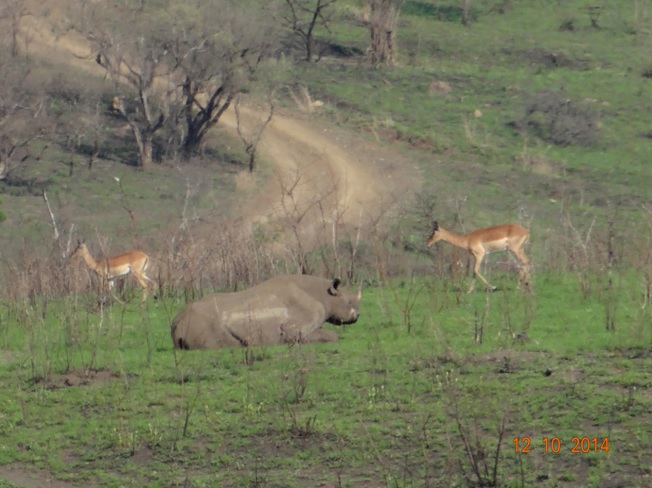 Black Rhino seen on our Durban Day Safari Tour