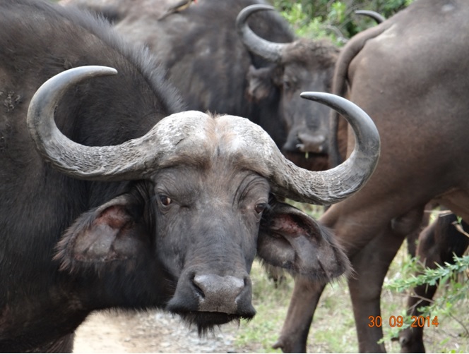 Buffalo seen near the gate on our Safari near Durban