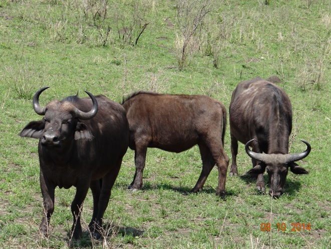 Buffalo seen on a Safari from Durban with Tim Brown Tours