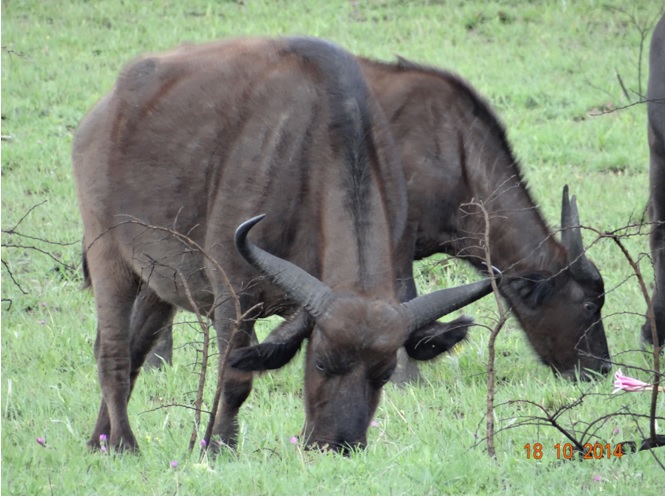 Buffalo seen on our Durban Day Safari tour