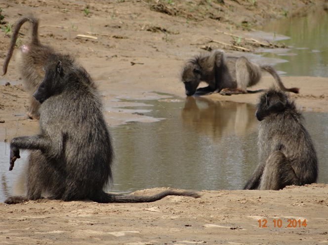 Chacma Baboons at the Umfolozi river during our Durban Day Safari Tour