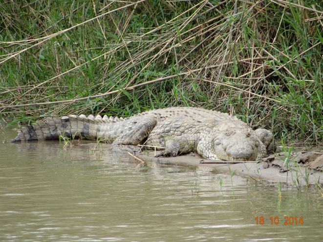 Crocodile seem in the Umfolozi river on our Durban day Safari Tour