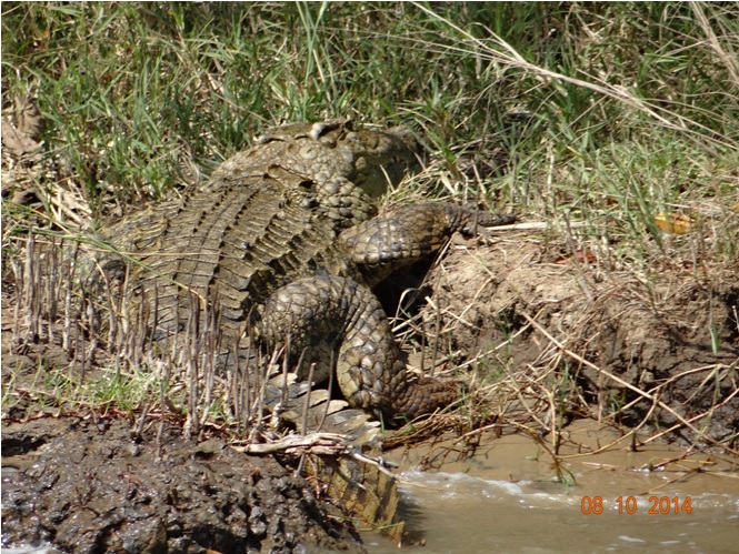 Crocodile seen at St Lucia Isimangeliso wetland park during a Safari tour from Durban