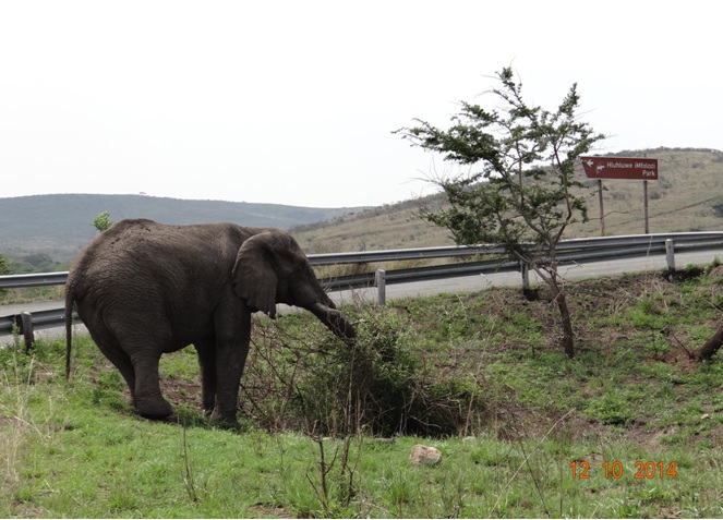 Elephant Bull seen next to the Hluhluwe Imfolozi game reserve turn off sign feeding on our Durban Day Tour
