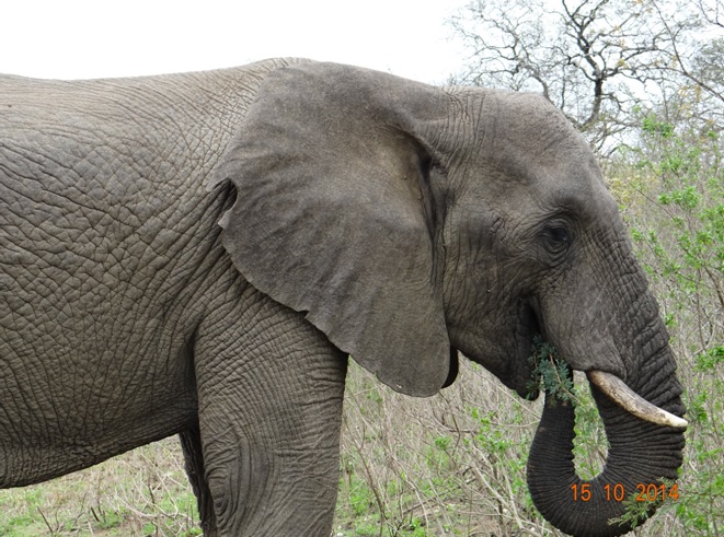 Elephant Bull seen on our day Tour from Durban