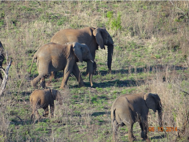 Elephant of Hluhluwe Imfolozi game reserve near Durban on our Safari Tour