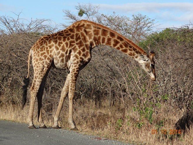 Giraffe seen on our Durban 3 Day Safari to Hluhluwe Imfolozi game reserve