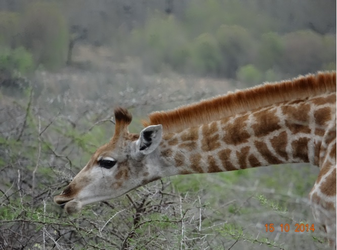 Giraffe seen on our Durban day Safari Tour