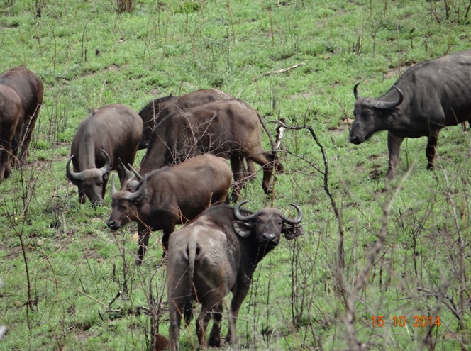 Herd of Buffalo seen during our Safari from Durban