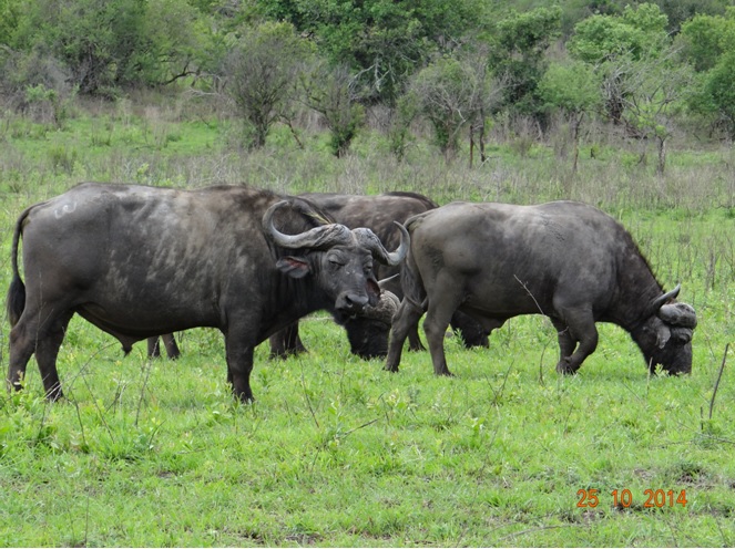 Herd of Buffalo seen on our Durban day Tour
