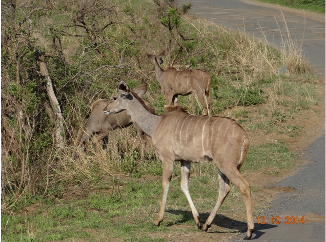 Kudu crossing the road on our Durban Day Safari Tour