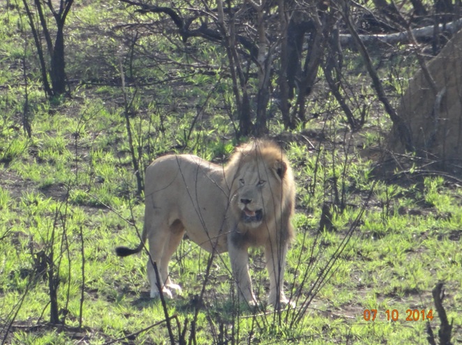 Lion I first heard this morning from my room and we located him in Hluhluwe on our Durban Safari tour