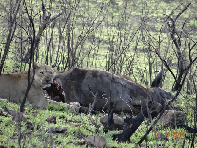 Lioness give us the stare as she feeds on her Buffalo kill during our Durban 3 Day Safari Tour in Hluhluwe Imfolozi game reserve