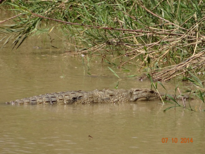 On our Safari near Durban we saw this Nile Crocodile