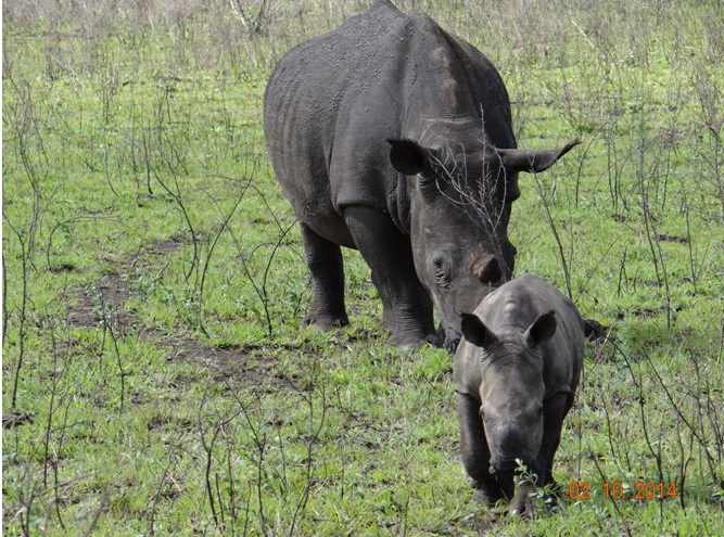 Rhino calf shows a little to much interest in us on our Durban Safaris excursion