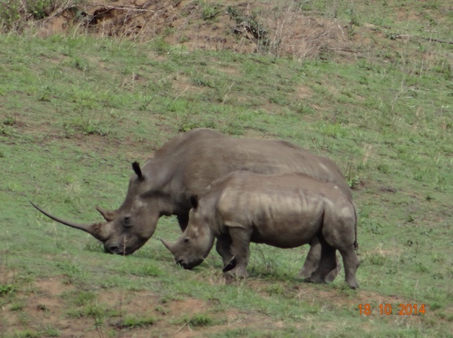 Rhino mother and calf seen During our Durban Day Safari