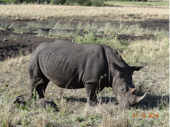 Rhino mother and new born calf sleeping next to her seen on our Safari near Durban