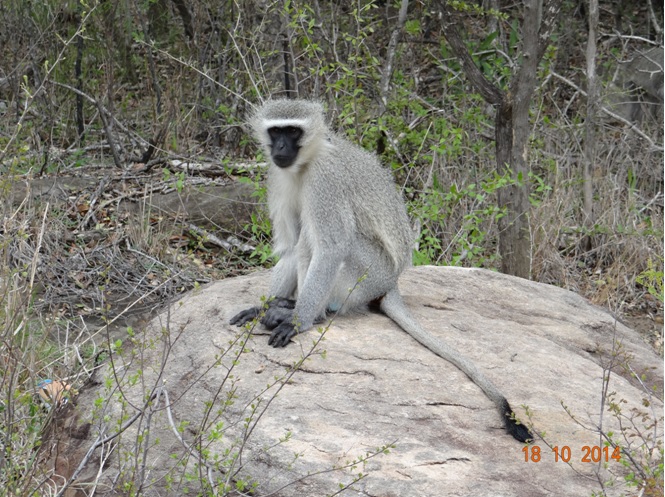 Vervet Monkey sitting on a rock during our Safari from Durban