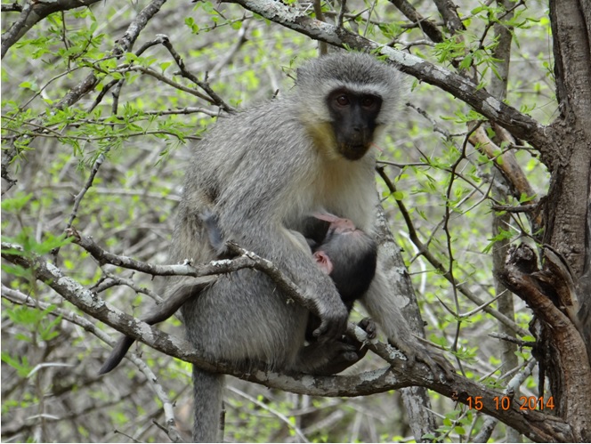 Vervet Monkey with small baby seen on our Durban Day Safari