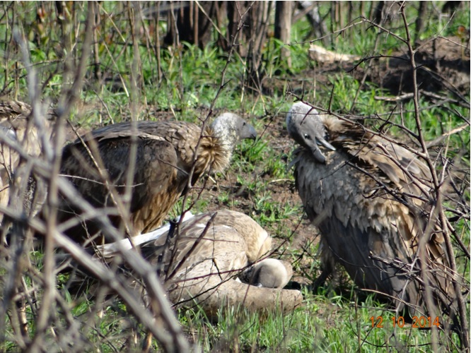 Vultures pruning after finishing a carcass during our Durban day Safari Tour