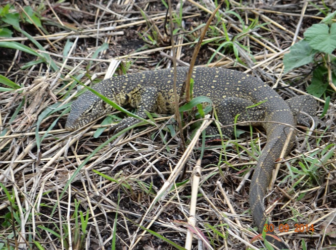 Water Monitor Lizard seen during our Durban safari tour