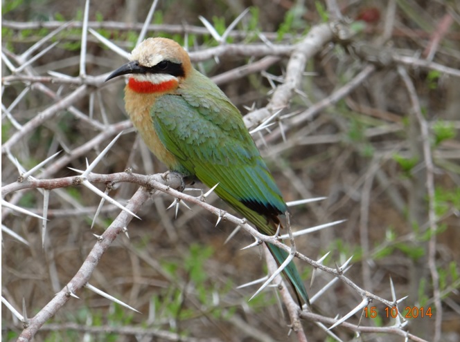 White fronted bee eater seen on our Durban day Tour