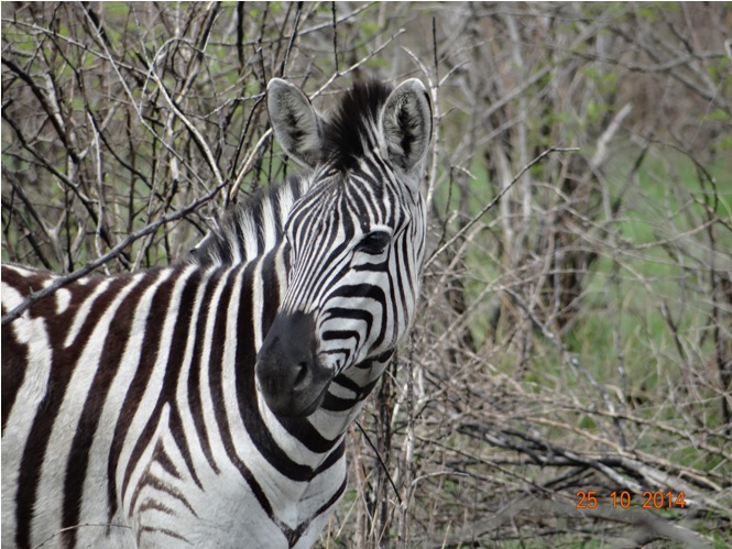 Zebra on our Durban day tour