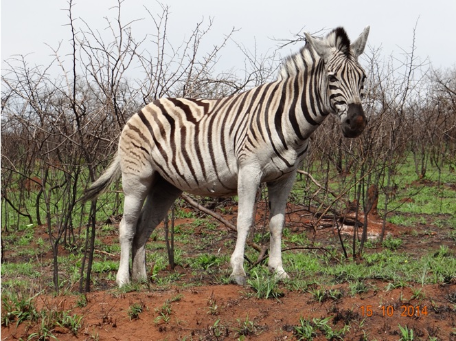 Zebra seen on our Durban Tour to Hluhluwe Imfolozi game reserve