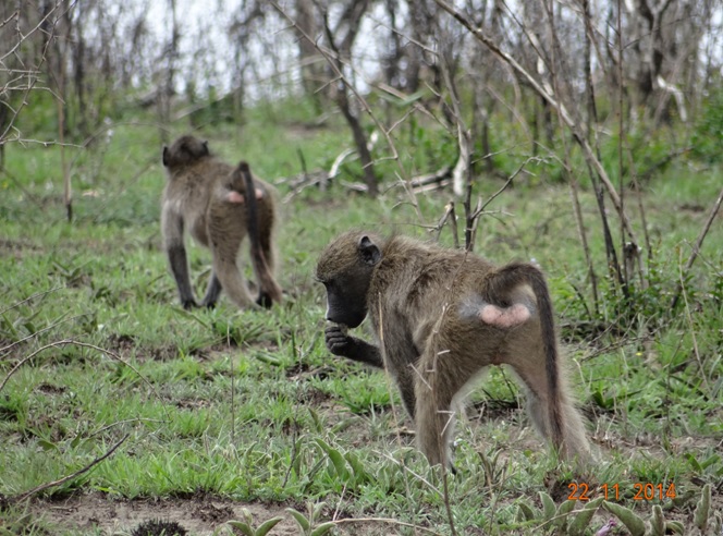 Baboons seen on our Durban Safari Tour