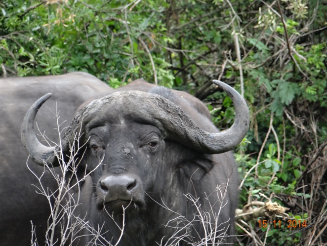 Buffalo Bull during our Safari from Durban