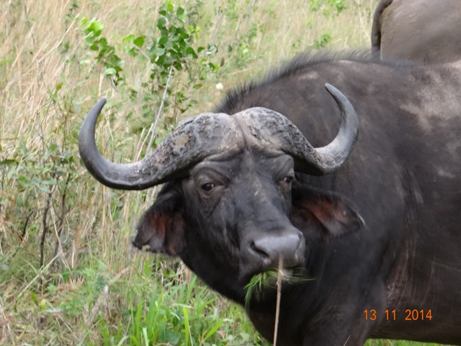 Buffalo bull in Hluhluwe on our way back to Hilltop camp Day 2 of our 5 Day Durban Safari Tour