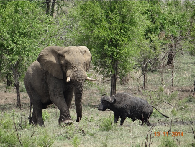 Bull Elephant chases a Buffalo Bull away from a mud wallow during our 5 Day Durban Safari Tour