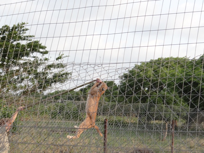 Caracal leaps for it food at a Cat rehabilitation center during our 5 Day Tour from Durban