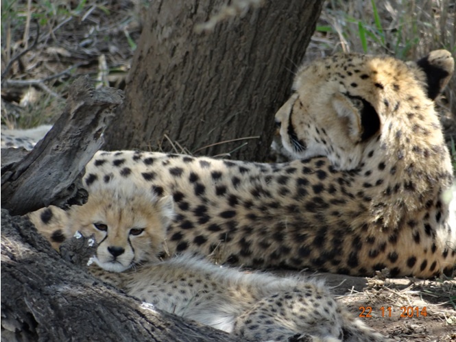 Cheetah and 3 young cubs seen on our Durban Big 5 Safari Tour