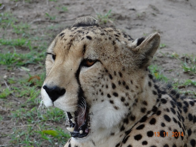 Cheetah at Emdoneni Cat rehab center on our Durban Safari Tour