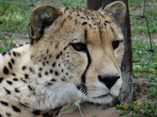 Cheetah at Emdoneni on our Durban Safari 2 day package tour