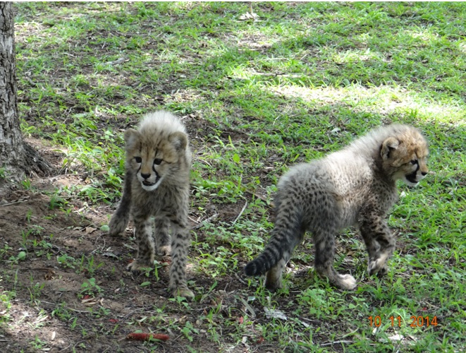 Cheetah cubs at emdoneni cat rehab center during our Durban Safari tour