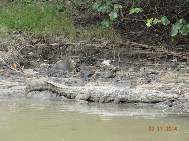 Crocodile seen at St Lucia estuary with Tim Brown Tours on our Durban Safari