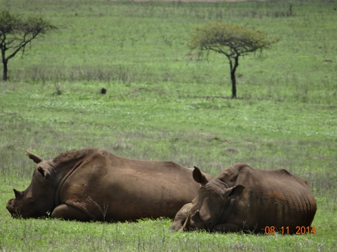 Dehorned Rhino and calf at Tala game reserve during our Durban Day Safari