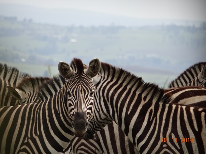 Durban Day Tour to Tala game reserve and the Valley of 1000 Hills Zulu Cultural Village