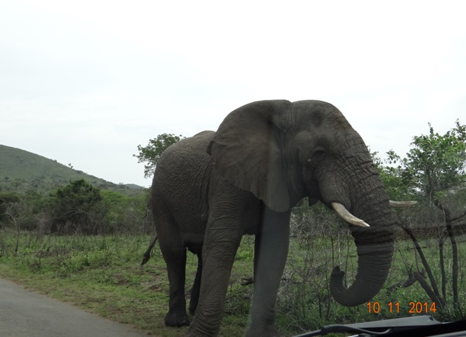 Elephant that touched our vehicle on our Durban Safari Tour for Holland America cruises