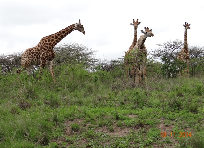 Giraffe at Tala game reserve on our Day Safari Tour with Tim Brown Tours