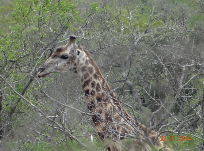 Giraffe seen on our Big 5 Safari Tour from Durban