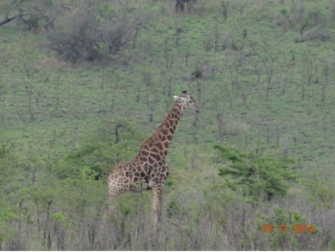 Giraffe seen on our Durban Safari to Hluhluwe Imfolozi game reserve with Tim Brown Tours