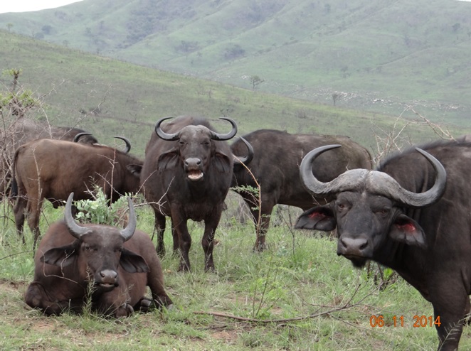 Herd of Buffalo during our afternoon Safari drive with Tim Brown Tours