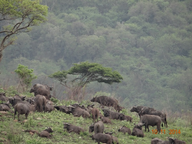 Herd of Buffalo seen During our Durban 2 Day Safari for Holland America cruise ship clients