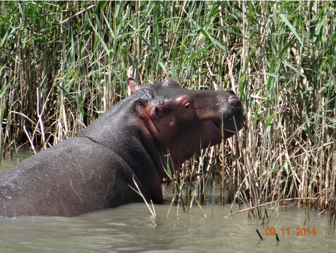 Hippo seen on our boat cruise at St Lucia estuary